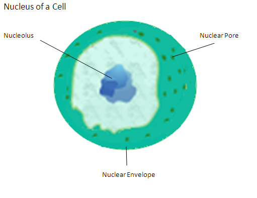 Nucleus of a Cell.PNG